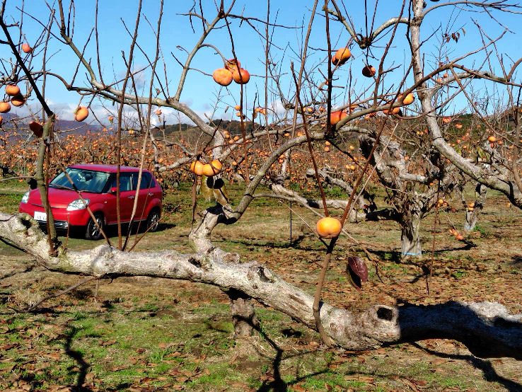 percimmon at inoue nouen 2025.jpg